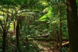 Austrália quer plantar 1 bilhão de árvores para reduzir o aquecimento global